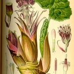 illustration petasites hybridus